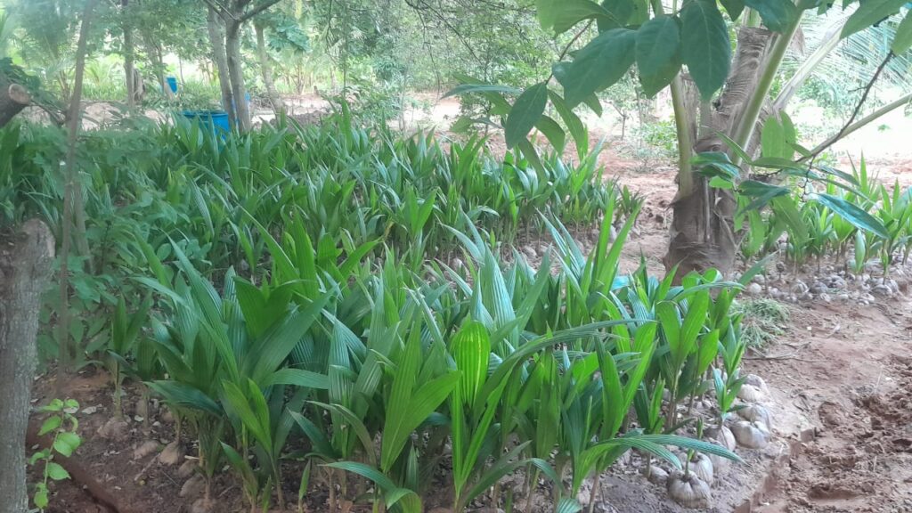 Aerial view of Bwagabei Farms nursery with rows of seedlings and greenhouses.