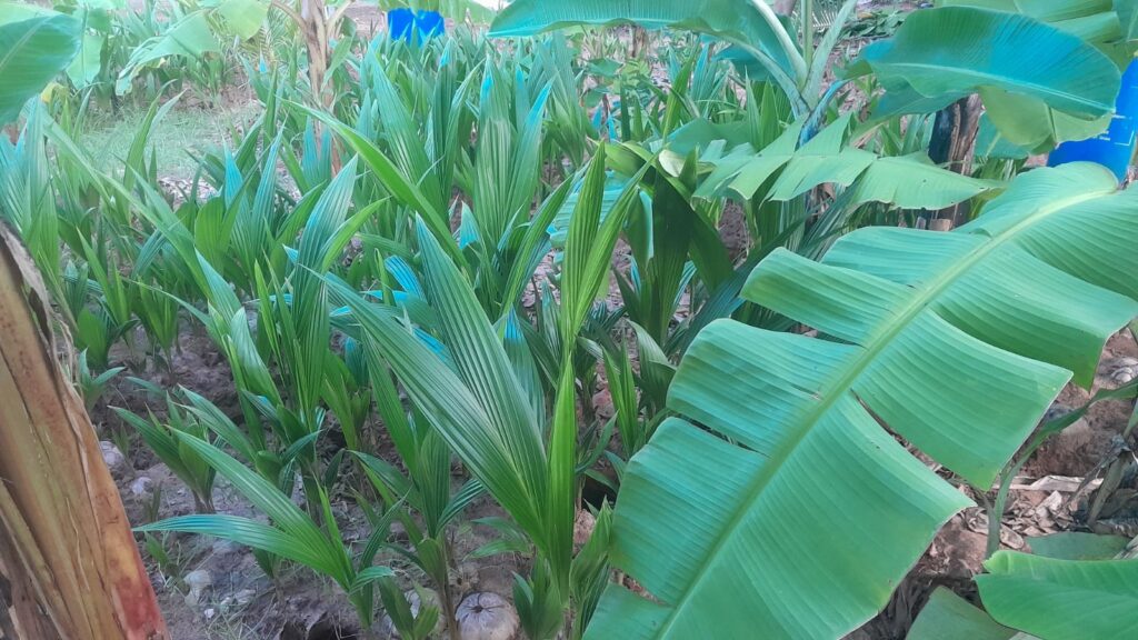 Wide aerial view of Bwagabei Farms nursery showing extensive seedling production area.