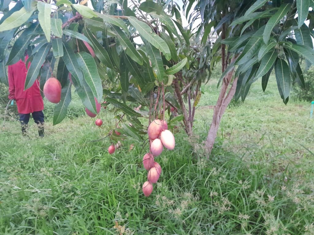 Seedlings growing in organized nursery beds at Bwagabei Farms.