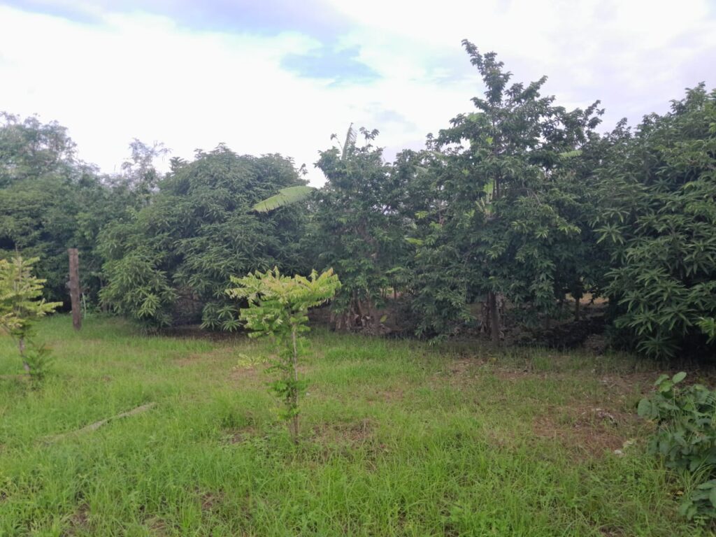 Close-up of healthy containerized tree seedlings at Bwagabei Farms nursery facility.