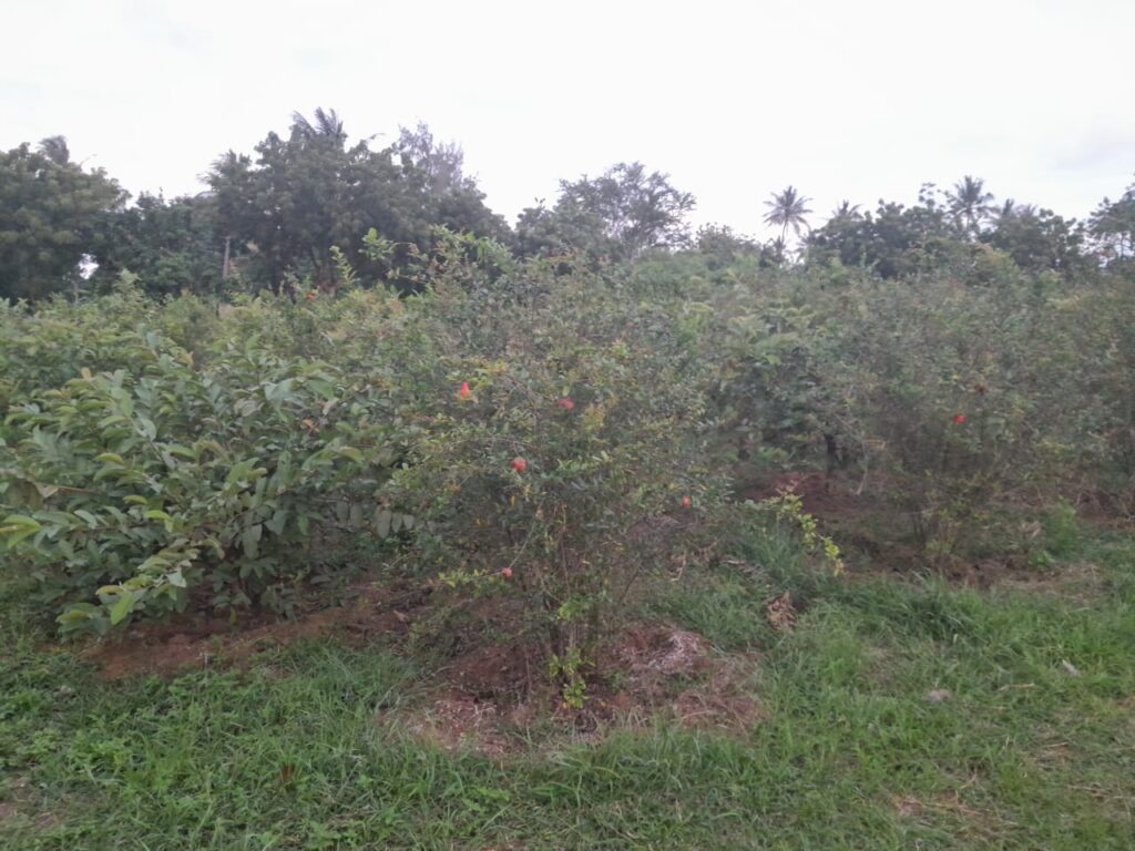 Well-organized tree seedling nursery at Bwagabei Farms showing professional cultivation practices.