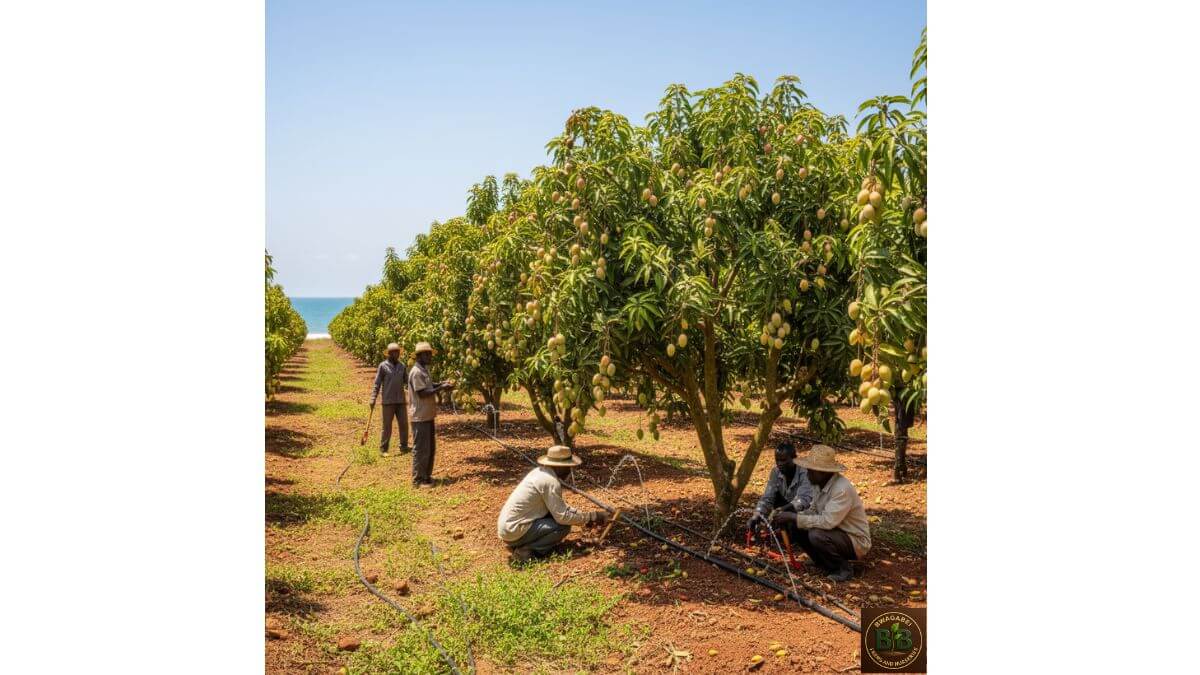 Grafted mango orchard at Bwagabei Farms in coastal Kenya with healthy trees in rows.