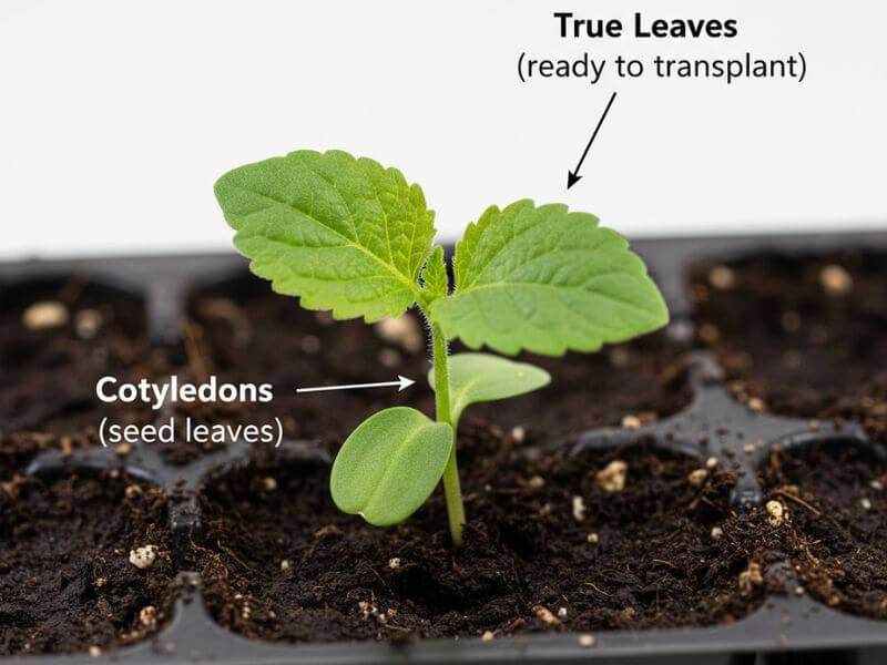 Close up of a young seedling showing rounded cotyledons at the base and serrated true leaves above, with labels identifying each part.